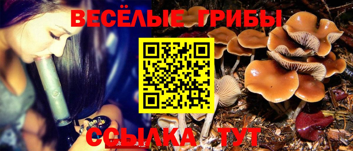 Псилоцибиновые грибы Psilocybe Ивантеевка